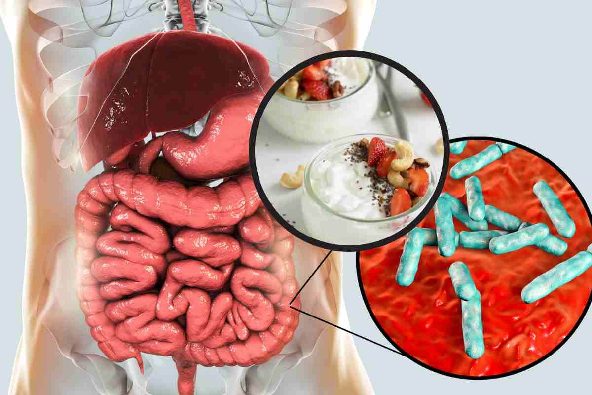 Microbioma intestinale rappresentazione